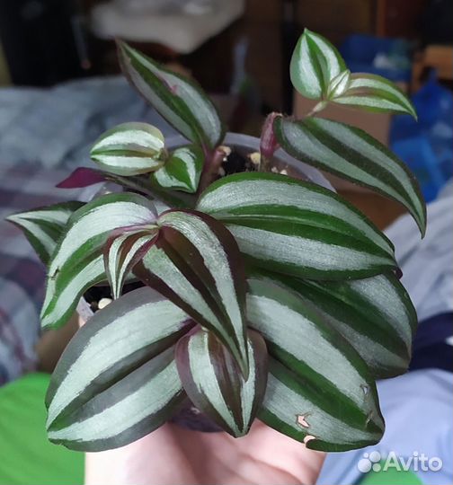 Традесканция зебрина