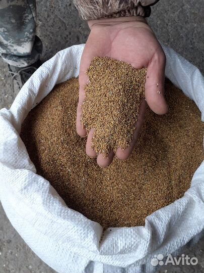 Семена люцерны сорт 