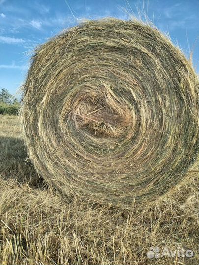 Продам сено в рулонах