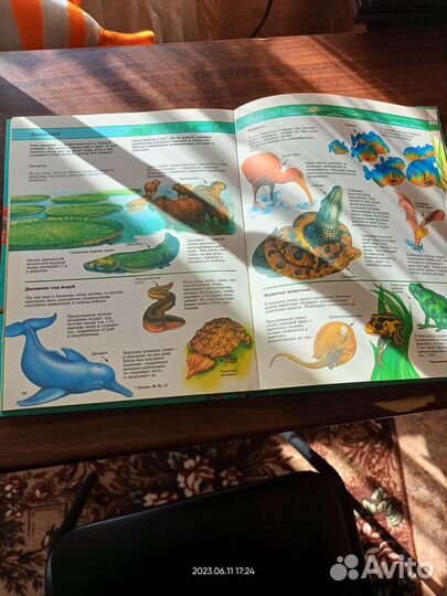 Экзотические рыбы и Живой мир