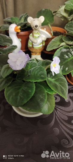 Фиалки сортовые