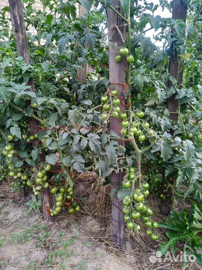 Семена томата Кумато Куро Суджи сорт