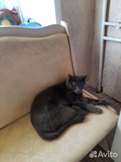 Кот русская голубая