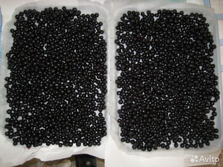 Черноплодная рябина ягода заморозка и свежая