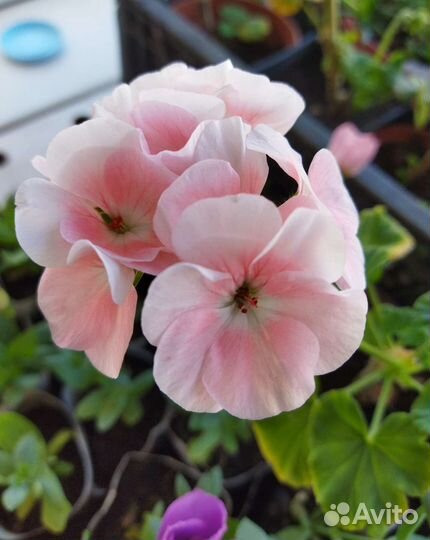 Эустома Пеларгония