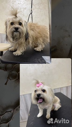 Услуги грумера/Стрижка собак