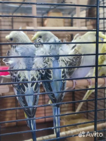 Волнистый попугай хагорома