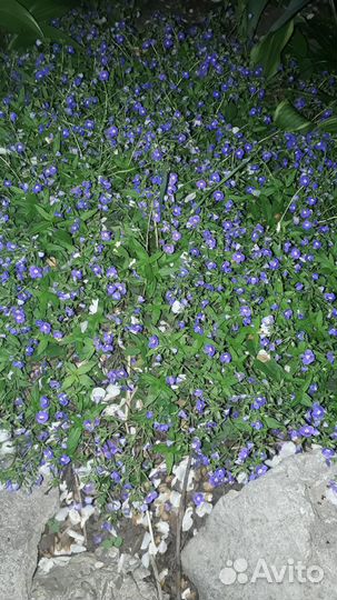 Садовые растения