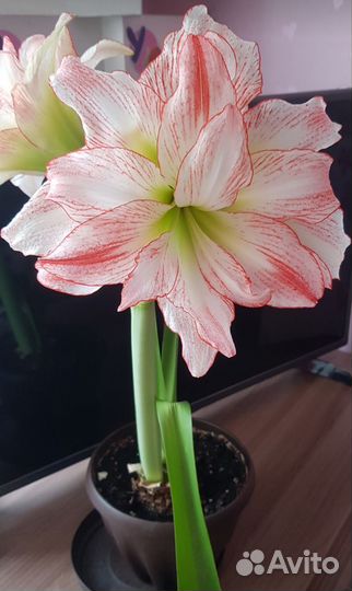 Гиппеаструм амариллис луковицы