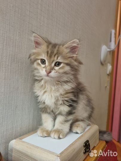 Сибирский богатырь с прекрасной родословной