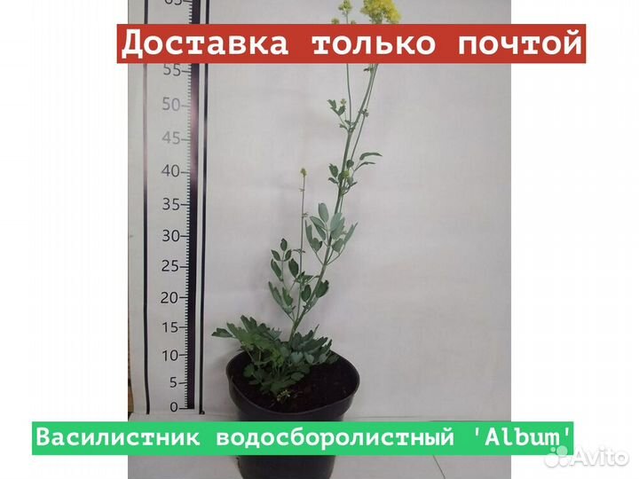 Василистник водосборолистный Album