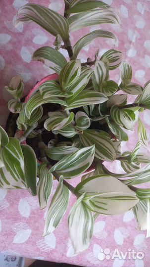 Традесканция