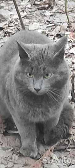 Кот ищет хозяина