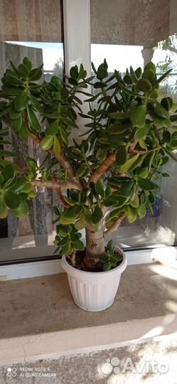 Комнатные растения цветы