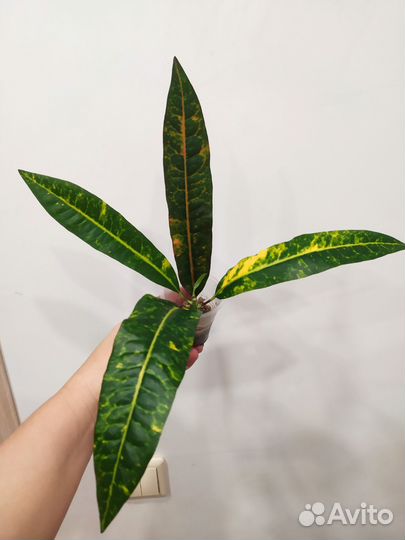 Кротоны Вилма