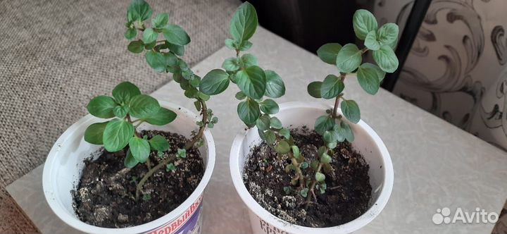 Мята шоколадная