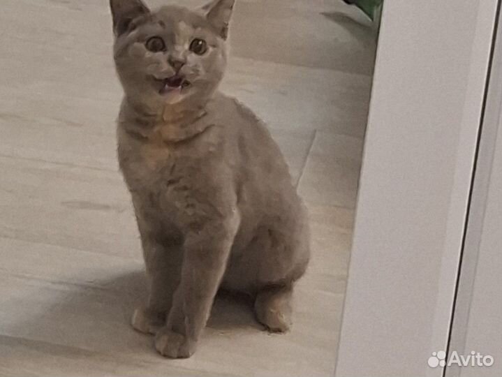 Милая кошечка Буся ищет любящих хозяев