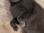 Британский кот бесплатно в добрые руки объявление продам