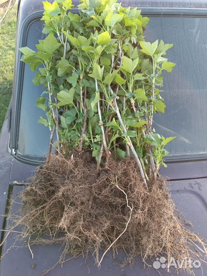 Чёрная смородина