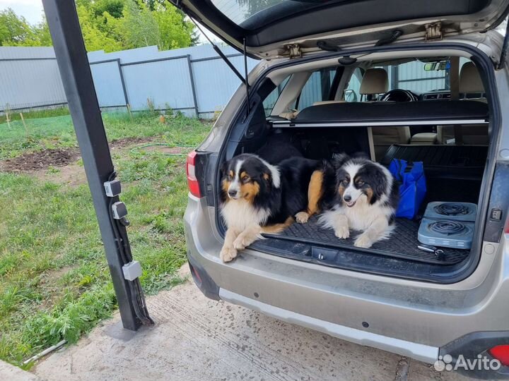 Австралийская овчарка Аусси щенки