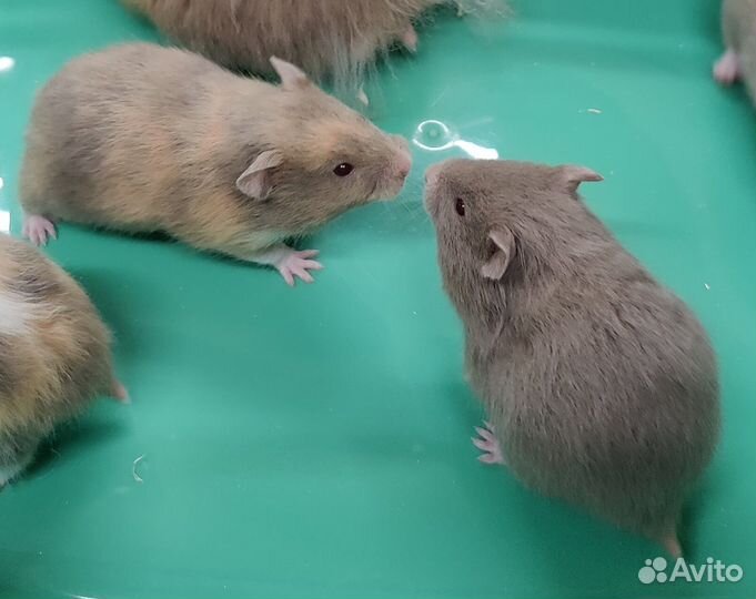 Сирийские Ангорские Хомяки Плюшевые Медвежата