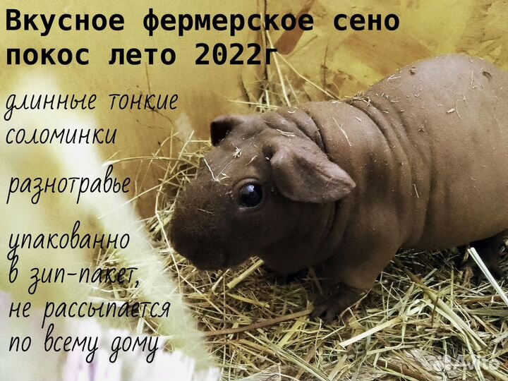 Сено луговое для свинок, кроликов, шиншилл