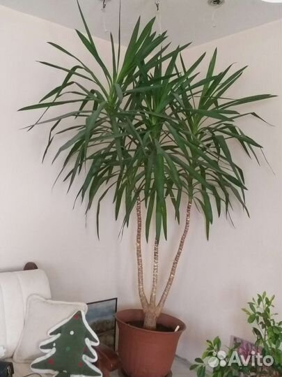 Пальма юкка