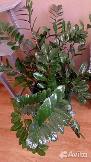 Замиокулькас