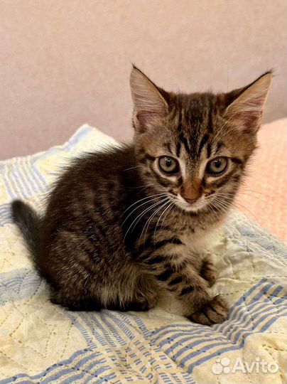 Знакомьтесь, лесная нимфа Лика)