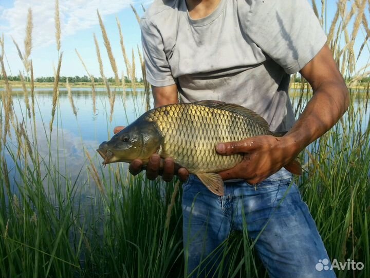 Рыбное прудовое хозяйство