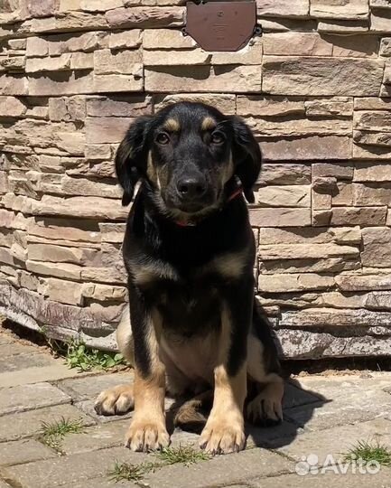 Метис таксы ищет дом