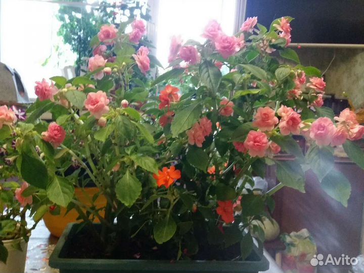 Бальзамин махровый,фикус,сциндапсус золотой