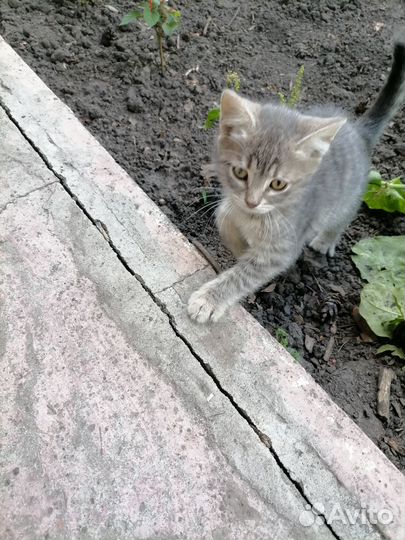 Отдам котят в хорошие руки