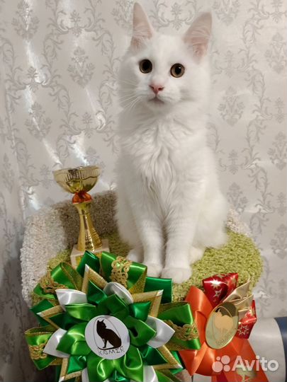 Курилочка Шанель