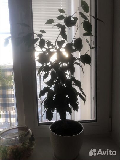 Фикус бенжамина