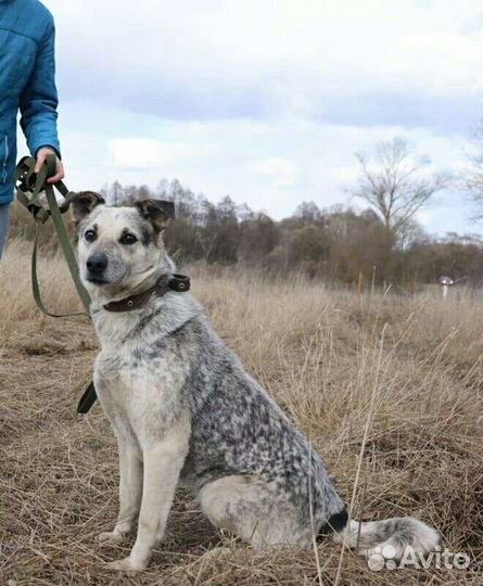 Собака ищет дом