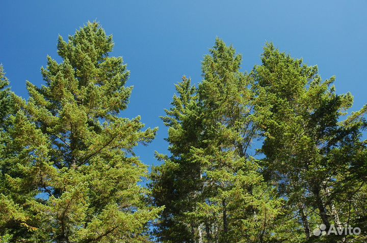 Псевдотсуга тиссолистная/семена