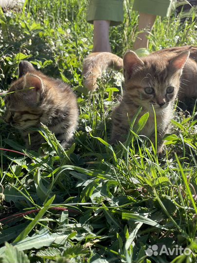 Котята в добрые руки даром
