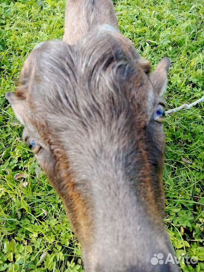 Козел 28.03.23 родился