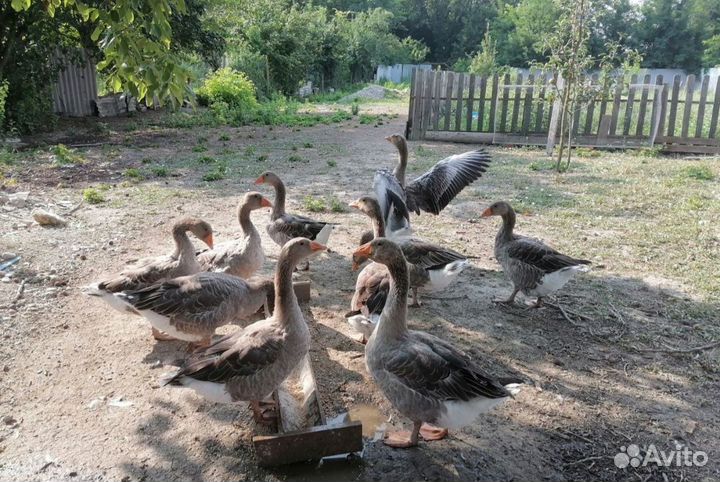 Бычек и гуси