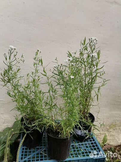 Тысячелистник таволговый Жемчуг