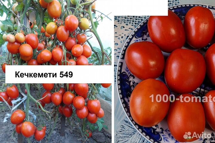 Рассада
