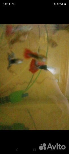 Рыбки гуппи