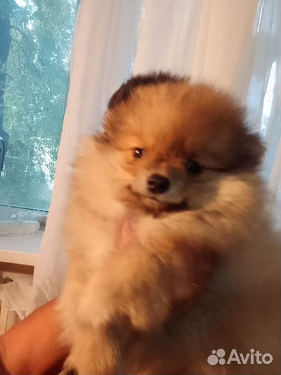 Щенки шпица