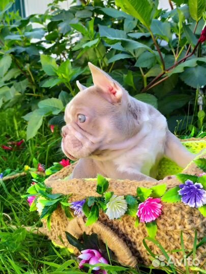 Изабелла Нью Шейд Мерле с подпалом. Мальчик