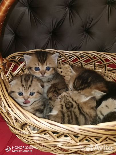 Шотландская золотая шиншилла