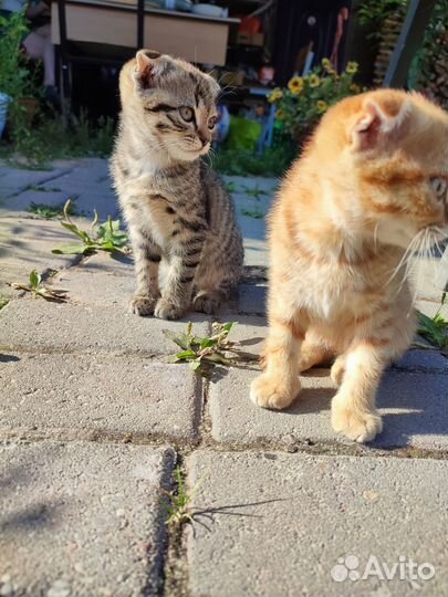 Котенок вислоухий