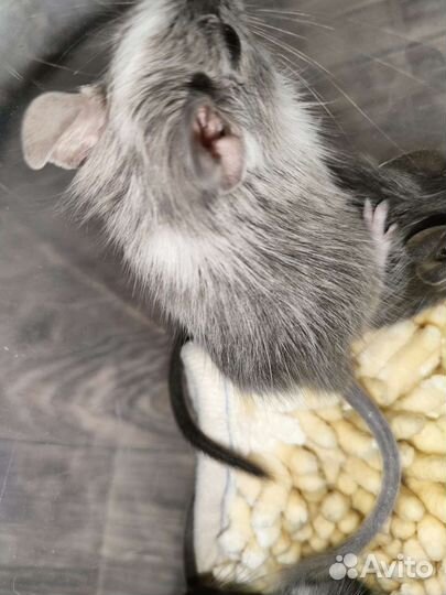 Дегу цветные