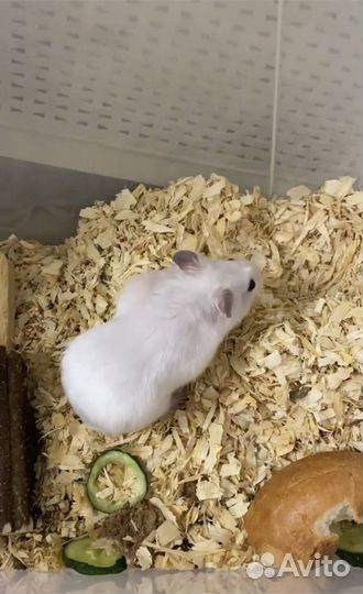 Джунгарский хомяк с клеткой бесплатно