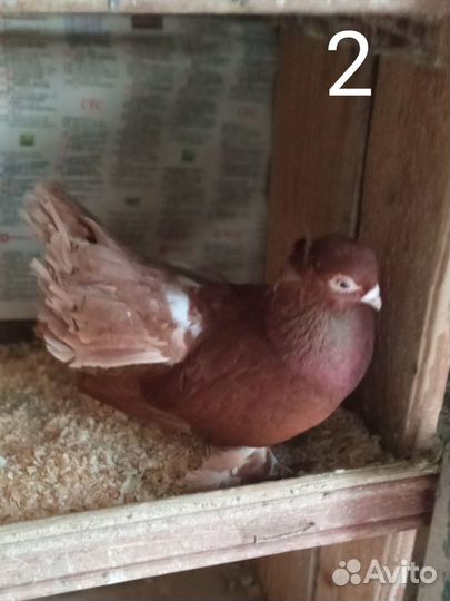 Голуби статные разные